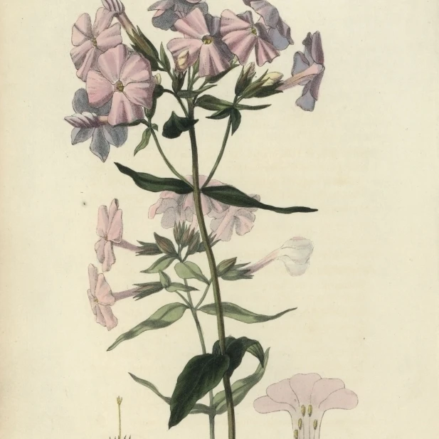 Pale Lychnidea  Phlox Carnea Poster Print By <ALIMT >&reg;</ALIMT> Florilegius Mary Evans (24 X 36)