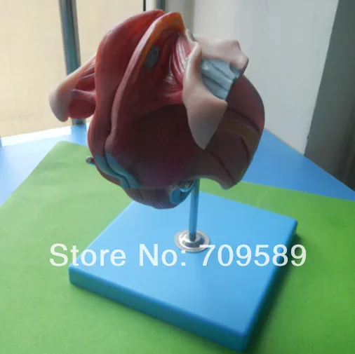 Модель женских генитальных органов модель гениталий|organ model|female genital organsgenital organs |