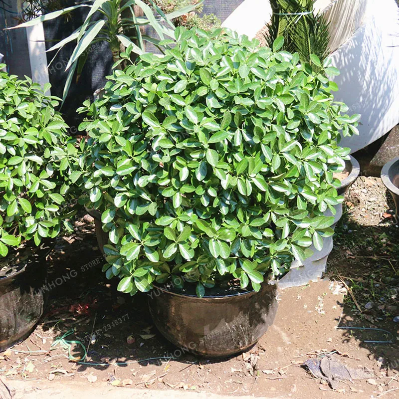 

Mini Bonsai Yellow Poplar Bonsai a Good Choice For families Absorb Formaldehyde Buxus Potted Tree Chinese Boxwood Bonsai 50 PCS