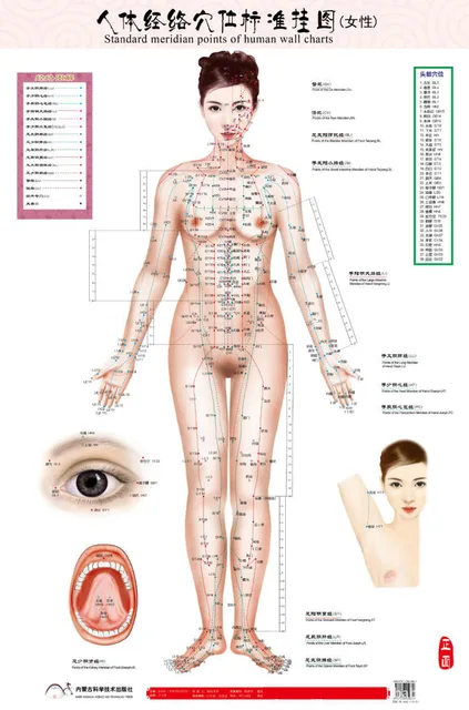 Standard Meridian Points Of Human Wall Chart Female Male Standard Meridian Points Of Human Wall Chart Female Male Acupuncture Mage Point Map Flipchart Hd 3 Chinese English Women