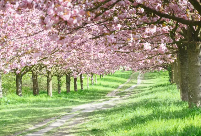 Laeacco Spring Photography Backgrounds Cherry Blossom Tree Path