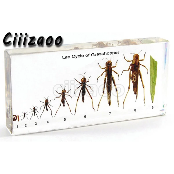

Life Cycle of Grasshopper specimen paperweight Taxidermy Collection embedded In Clear Lucite Block Embedding Specimen