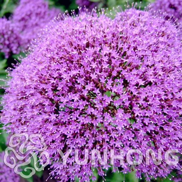 

50pcs Rare Trachelium Caeruleum Bonsai flower ,MIX colours, Heirloom Perennial Flower Bonsai, plant for home garden