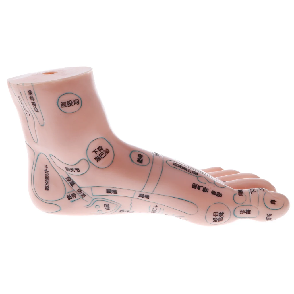 2 Pair 19cm Human Feet Model - Massage Acupuncture Reflexology Acupoint Medicine Learnin Study Kit