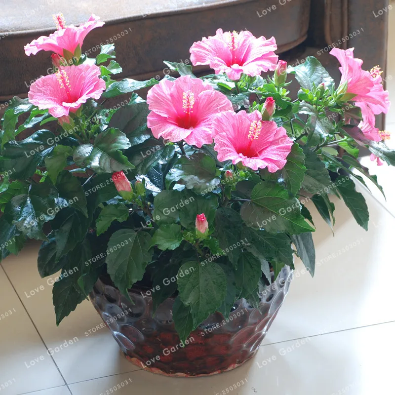 100 Pcs/Bag Hibiscus Flower plant Hibiscus plant Bonsai Flower Chinese Rose plant MIX Colors To Choose Plant For Home Garde