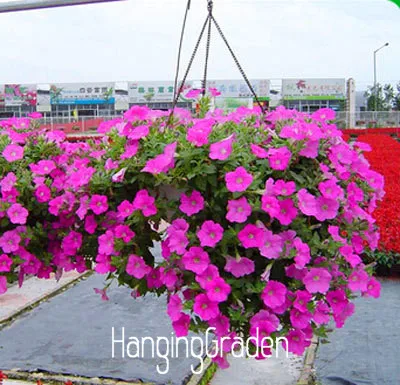 Лимонный ломтик Superbells calibachoa Petunia годовой цветок бонсай, 100 шт в упаковке, 24 цвета на выбор,#9G7ID9 - Цвет: 17