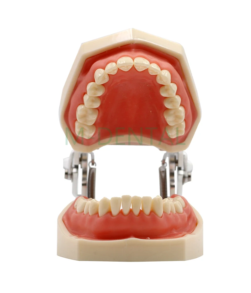Зубные съемные стандартные зубы модель зуба с 28 шт. зубы для обучения модели моделирования