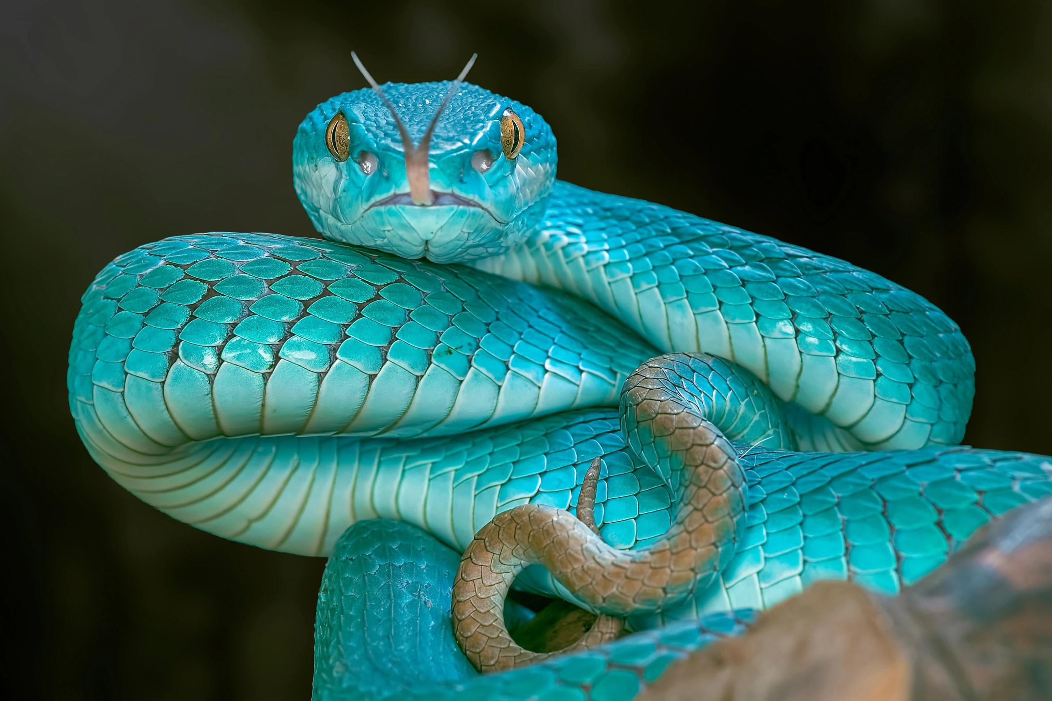 

Home decoration language eyes snake Viper Silk Fabric Poster Print LY16