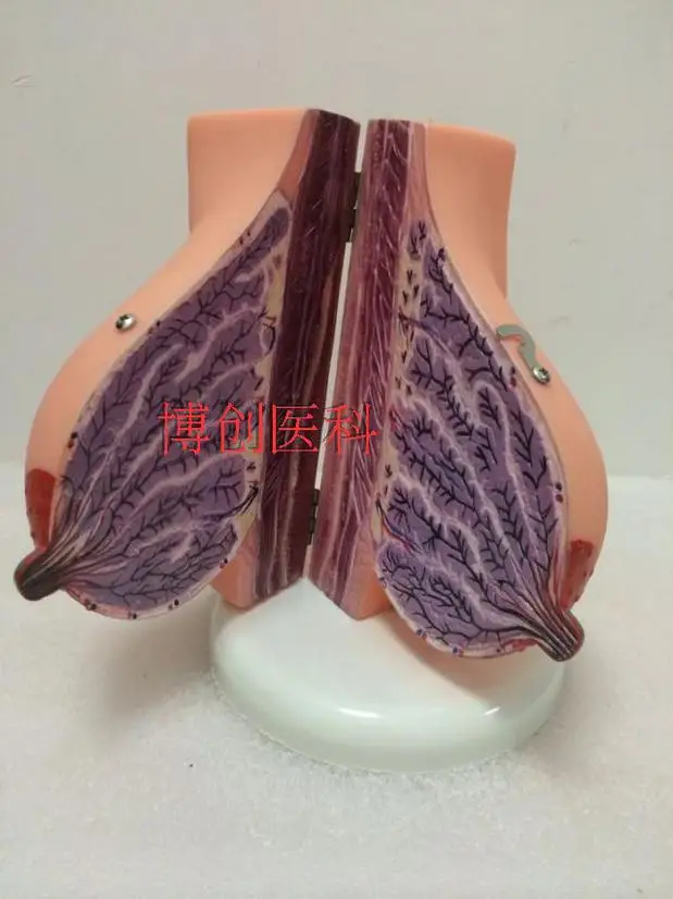 //img.alicdn.com/imgextra/i1/1076600170/TB2l1F.aFXXXXbjXpXXXXXXXXXX_!!1076600170.jpg
