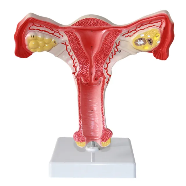 Schizzi vagina immagini