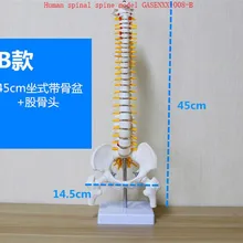 Журнал обучения позвоночника медицина Скелет позвоночник модель Femur цвет позвоночника человека модель GASENXX-008-B