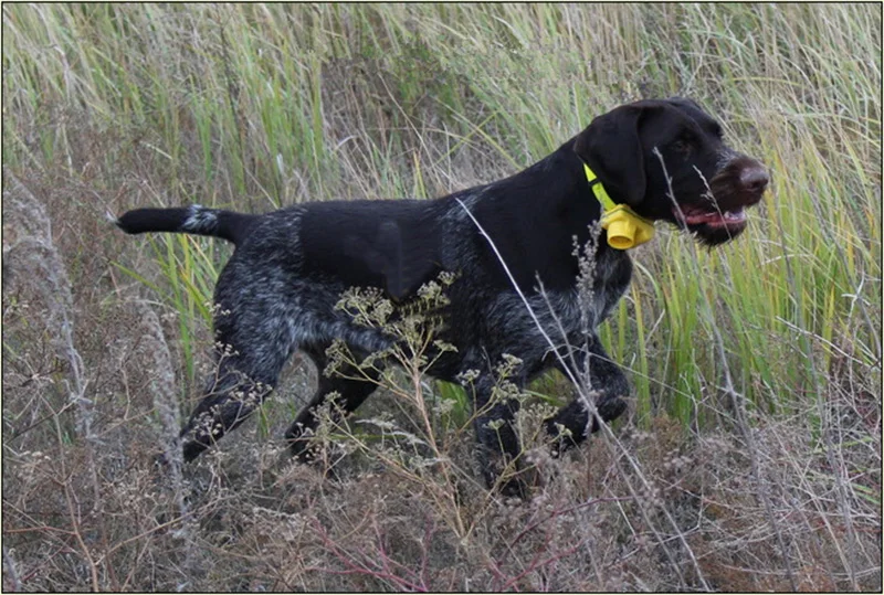 Professional Hunting Dog Beeper Chargable Dog Training Collar Waterproof Dog Training Equipment Pet Electric Collar Beep Clicker3