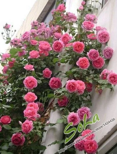 RosaRoger Lambelin Seeds 100 Pcs Climbing Colorful Rose Flowers Seeds For Garden Home Balcony Fences Yard Decoration Flowers Plants