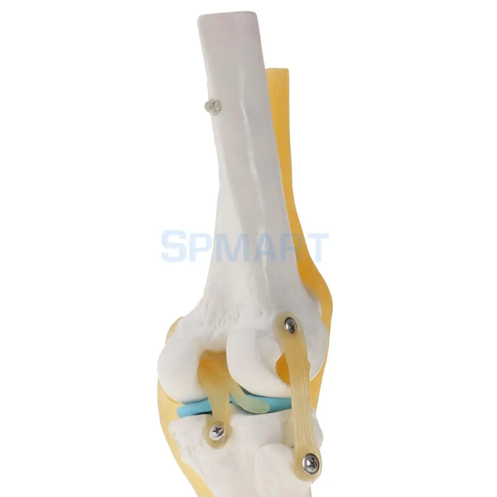 1:1 Human Knee Joint Skeleton +Human Foot & Ankle Joint Model School Teaching Display Lab Supplies Kits