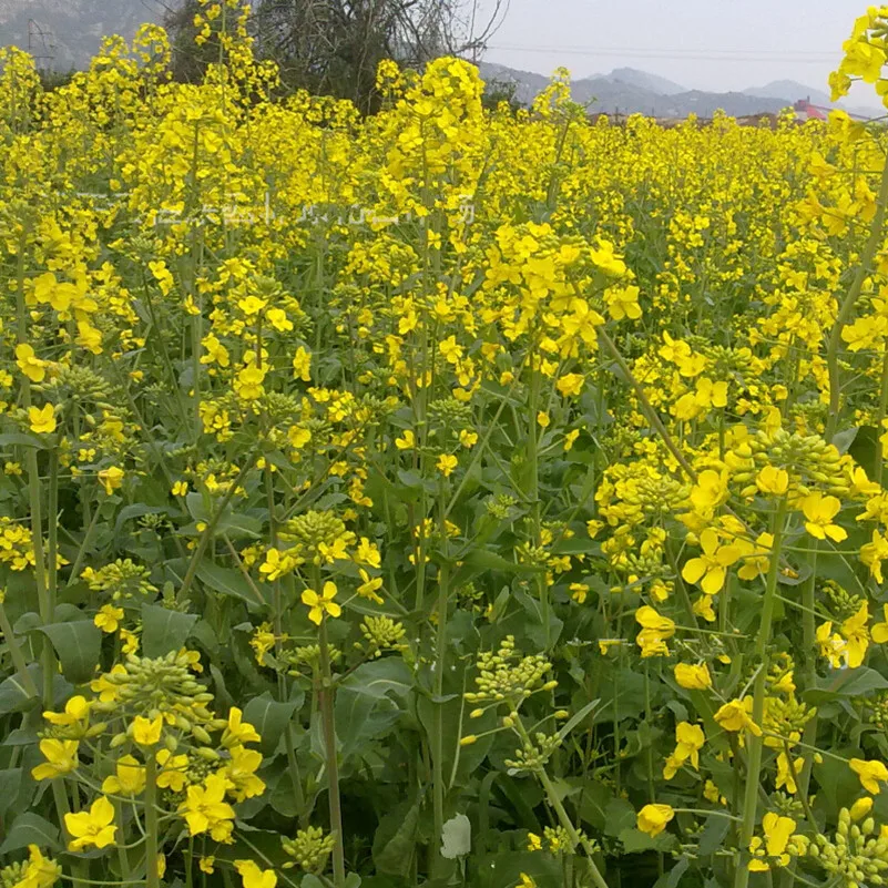 Canola Benih Promotion-Shop for Promotional Canola Benih 