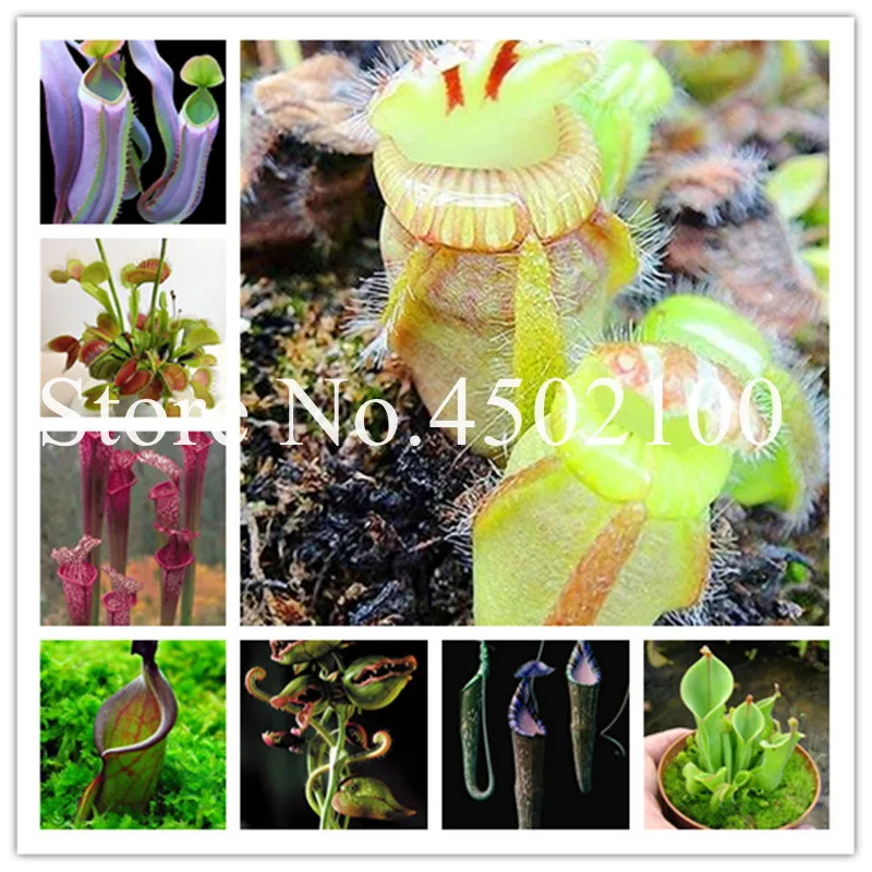 Multifarious Nepenthes Плотоядные карликовые деревья, Dionaea Muscipula Гигантский Клип Венера Flytrap насекомоядные растения для сада 100 шт