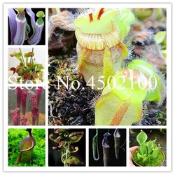 Multifarious Nepenthes Плотоядные карликовые деревья, Dionaea Muscipula Гигантский Клип Венера Flytrap насекомоядные растения для сада 100 шт