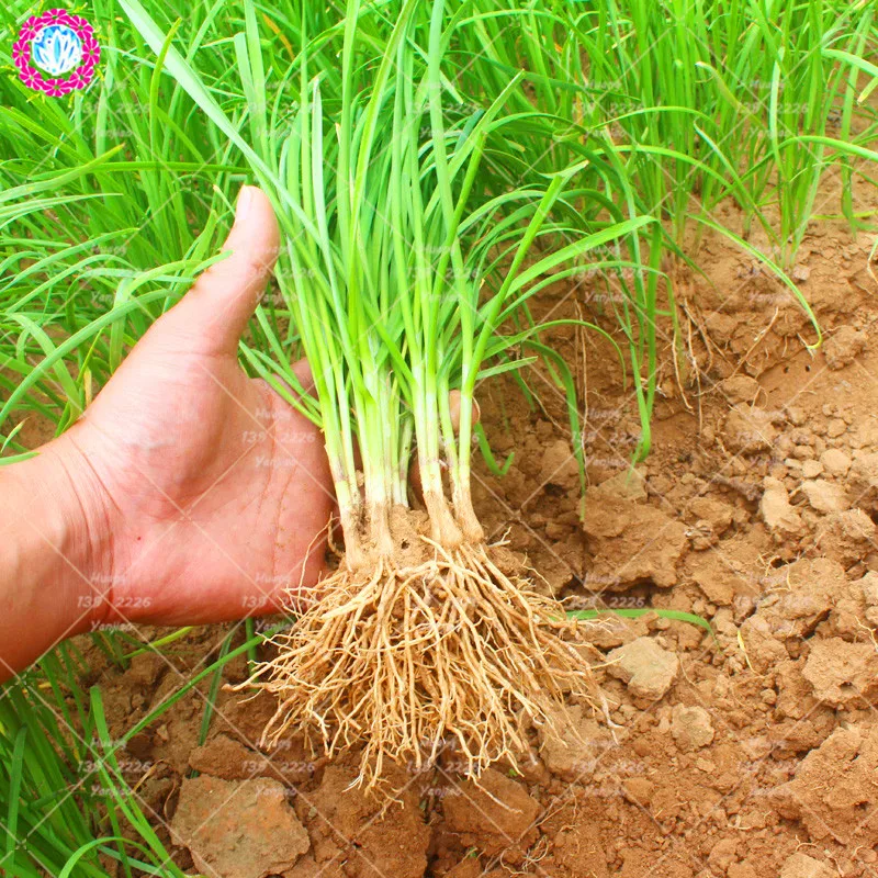

100Pcs Chinese Chive plant (Allium tuberosum Garlic chive) Heirloom Organic Vegetable plant Perennial Healthy Vegetable plant
