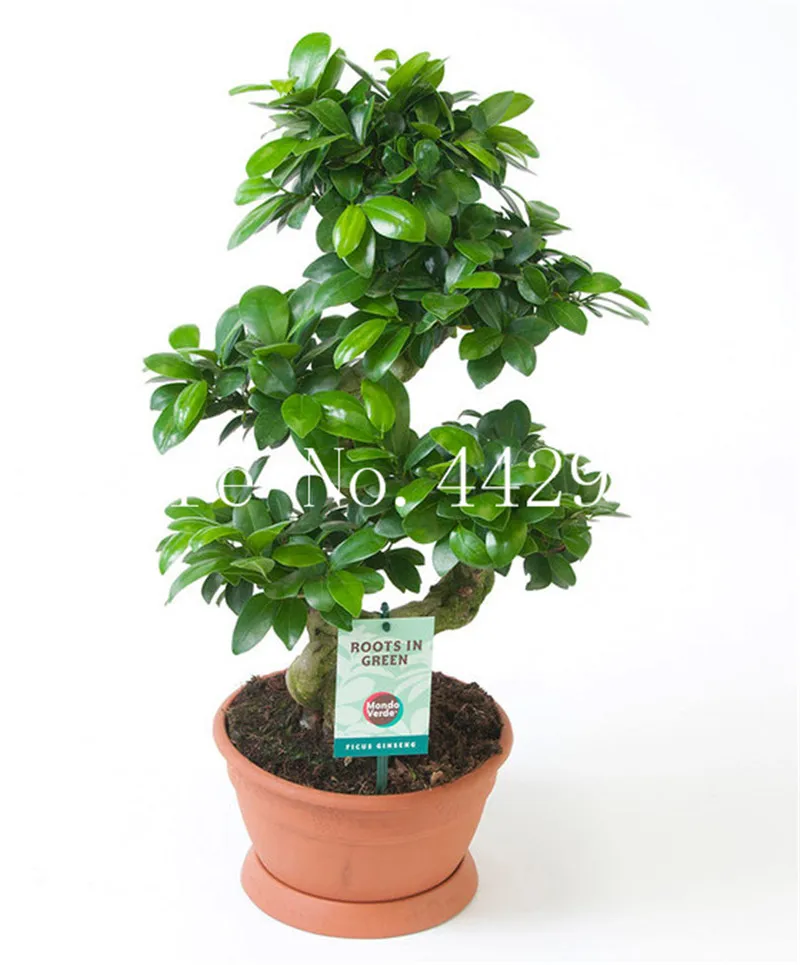 

50 pcs/bag Ficus Lyrata Bonsai Tree, Potted Balcony Banyan Tree Leaf Bonsai Novel Plants, Anti-Radiation, Purify The Air