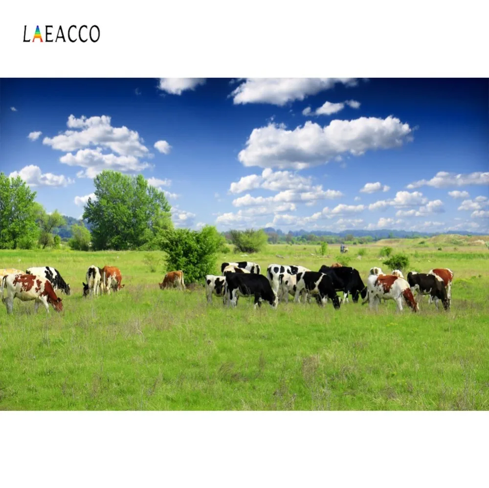 Laeacco Фото фоны ферма зеленая луга корова голубое небо Облачное живописные