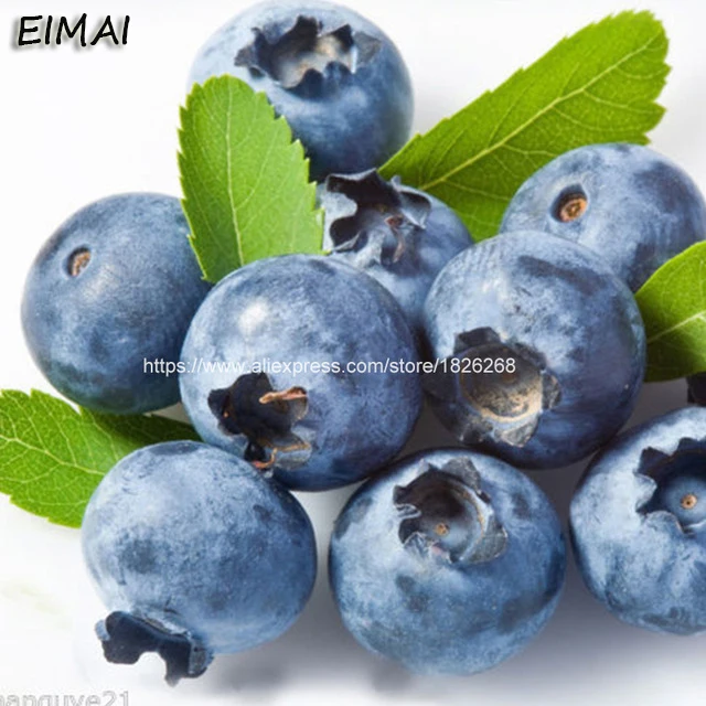 

30Pcs Blueberyy seedplants Fruit Bonsai Delicious Edible Organic Blueberry Tree Plant Potted DIY Home Countyard Garden