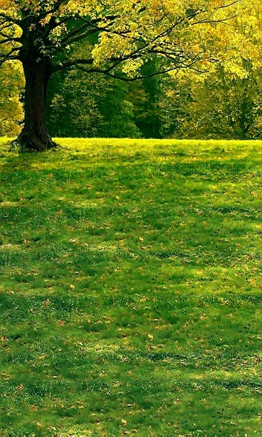 

300Cm*200Cm(About 10Ft*6.5Ft)T Background Nature Vitality Photography Backdropsthick Cloth Photography Backdrop 3543 Lk