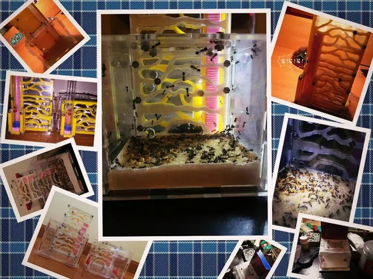 ant-nest (10)