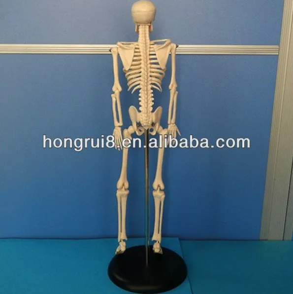 103 skeleton model 3