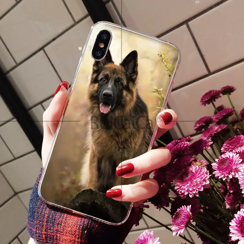 german shepherd dog