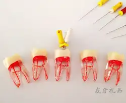Корень трубки Зубы Модель Практика зуб для зерна корня модель канала моделирование in vitro зубы открытой мякоти одна деталь