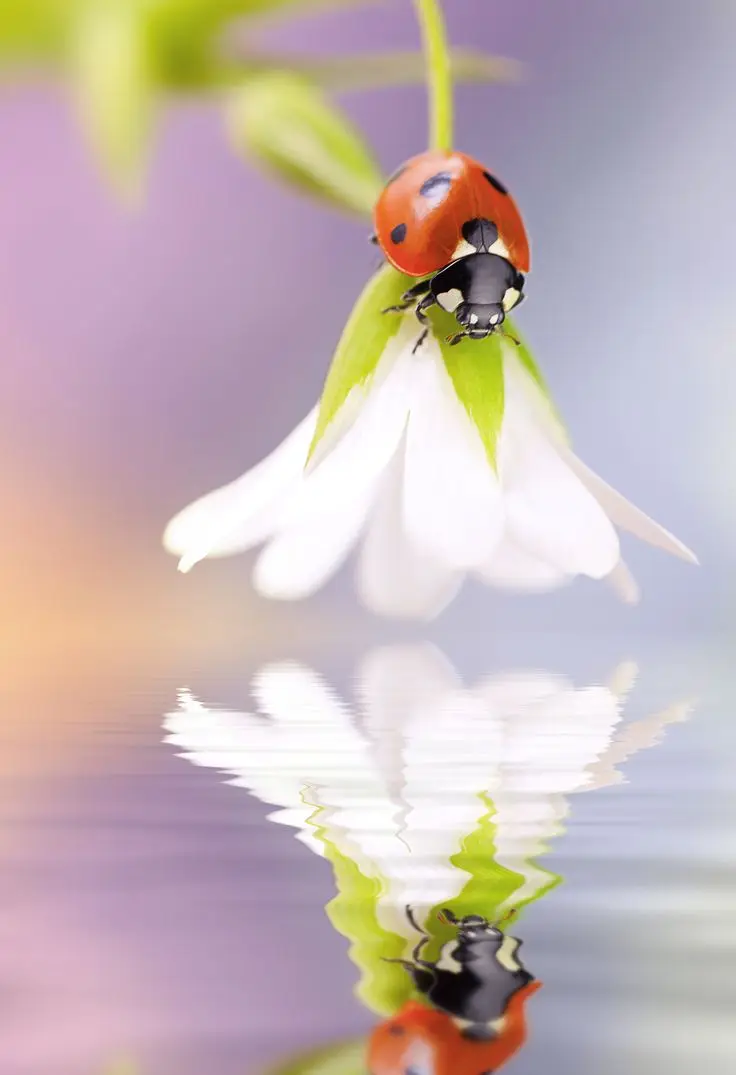 b47dc0ac266ef0e19458a97166cfd1a3--lady-bugs-macro-photo