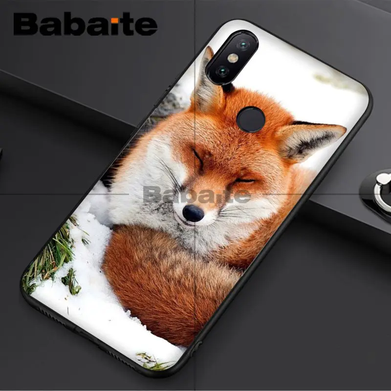 Fox Sleeping In The Snow