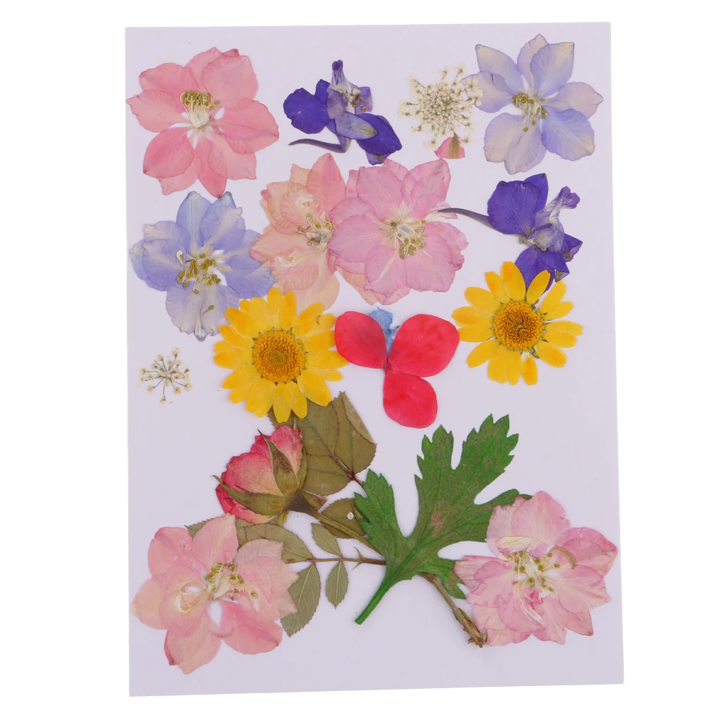 MagiDeal Multi Kind Pressed Real Dried Flowers Leaves DIY Phone Case Scrapbook Crafts Artificial Flowers For DIY craft Projects