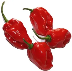 Красный Habanero бонсаи и Перец хабанеро бонсаи острый перец, не является ГМО 100 шт