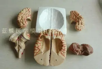 

Neurology brain anatomical model brain partition model