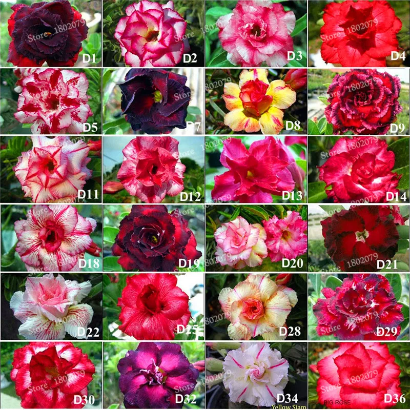 Промо-акция! 24 Цвета доступны Редкие Schlumbergera бонсай цветок Schlumbergera Truncatus сад 100 шт./пакет,#21YYK2