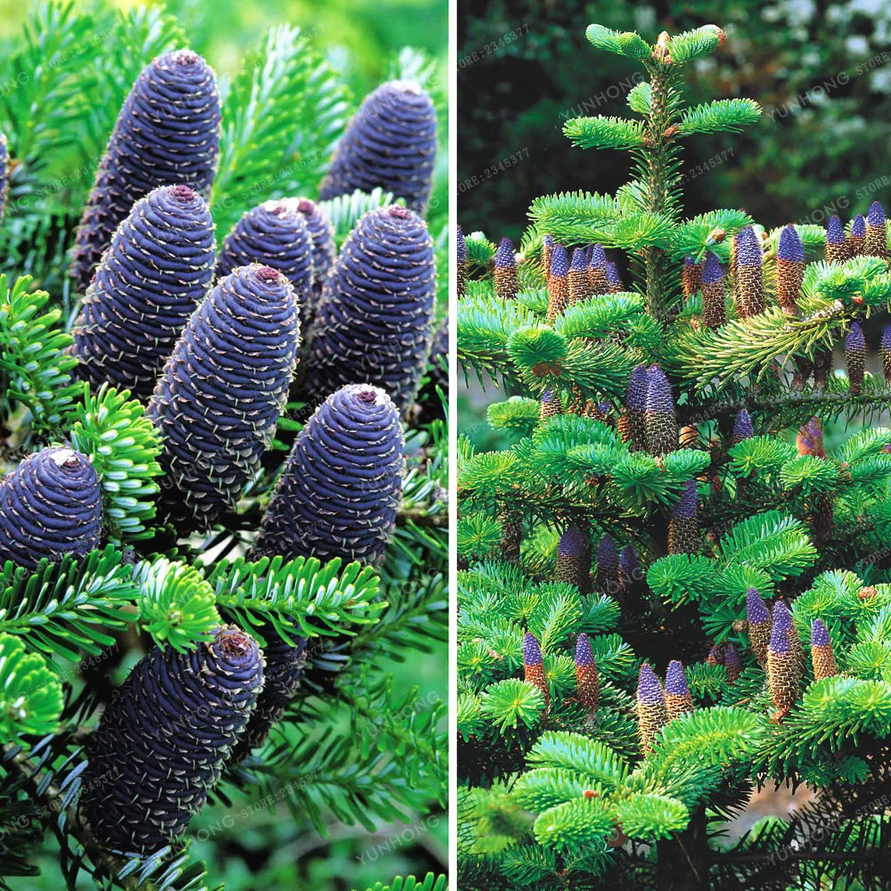 Korean Fir Abies Koreana Bonsai Flower Plant Diy Home Garden Rare