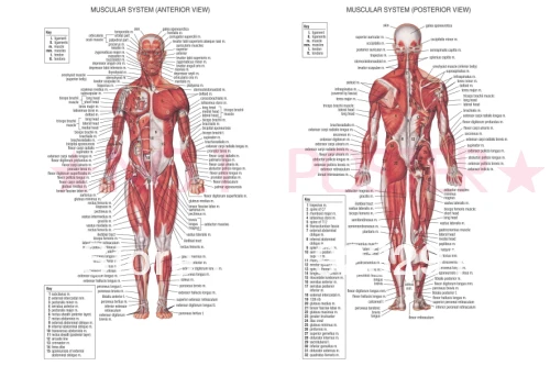 01 Human Body Anatomical Chart Muscular System 36" x 24" Poster on