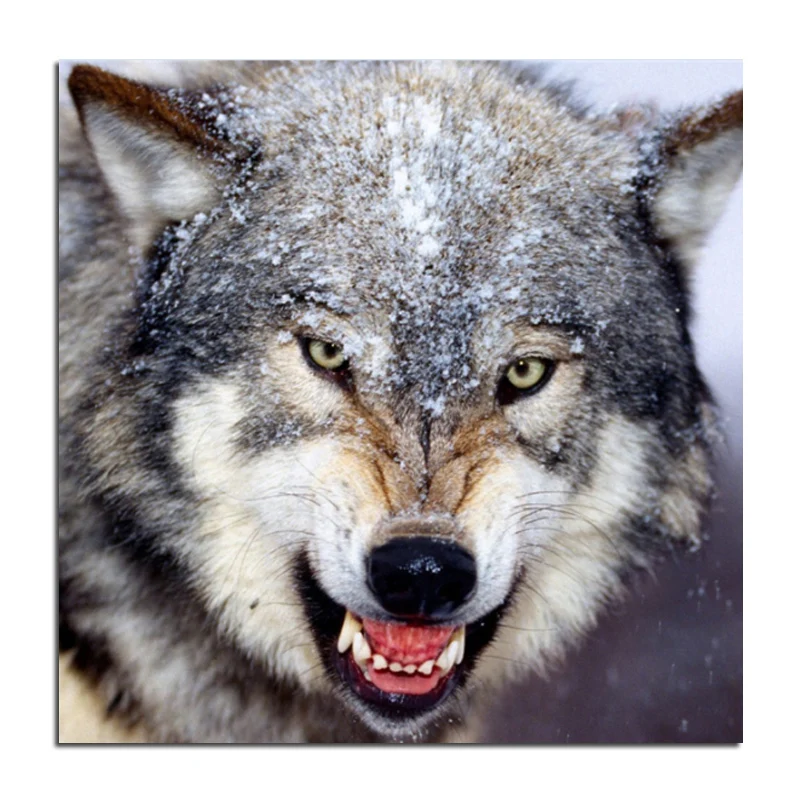 что значит матерый волк. откуда произошел матерый волк. упитанный волк. что значит матерый волк. старый волк.