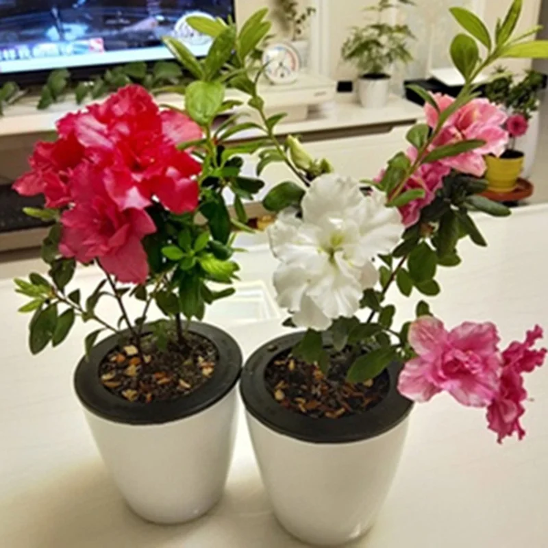 

Indoor Home Decoration Gardening Flower Pots Automatic Self Watering Flower Plants Pot Put In Floor Irrigation for Garden