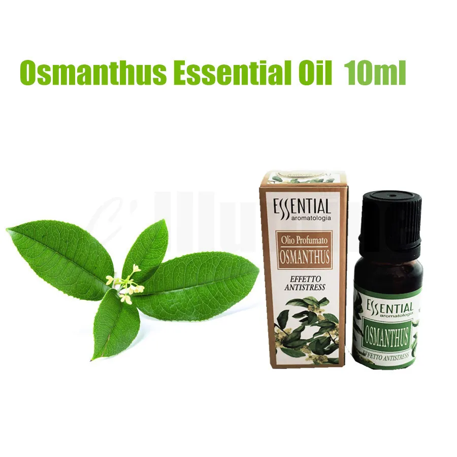 Osmanthus Essential Oil Natural Extract Massage Air Freshening Beauty