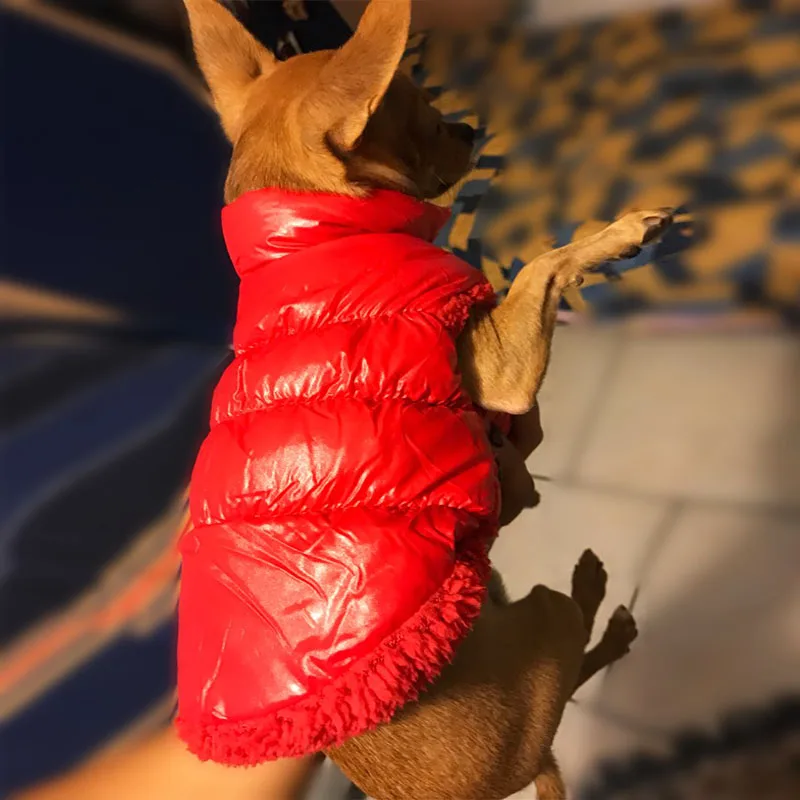 dog clothes