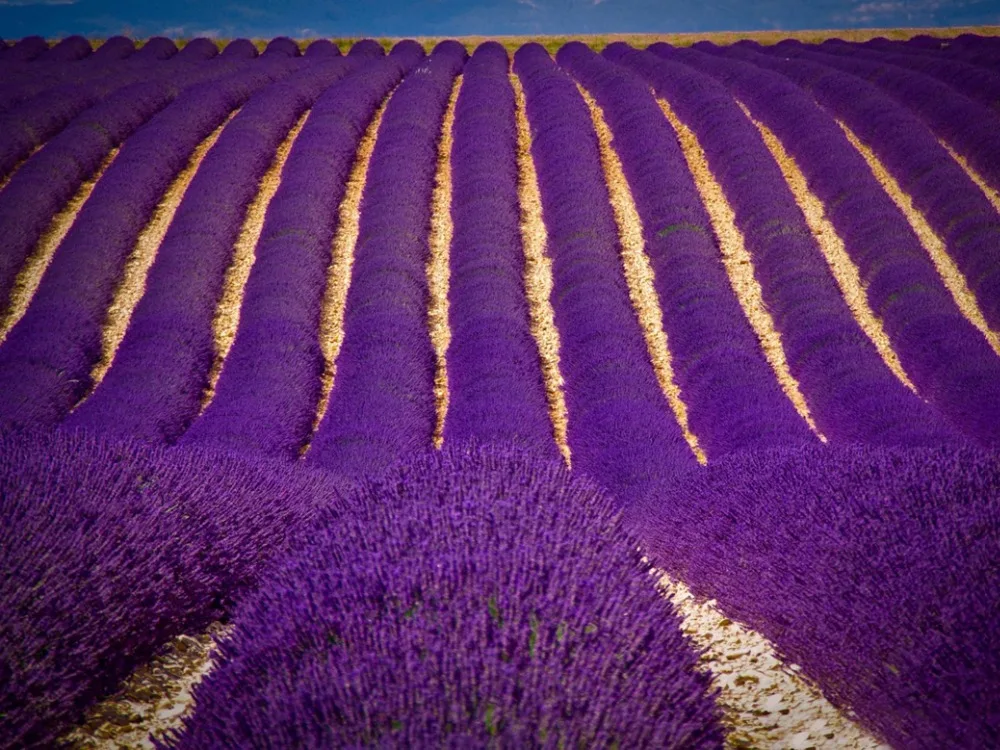 O-Lavender-05(90x60)