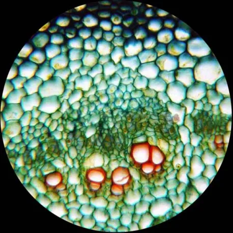 microscope-slide-Leaf.jpg