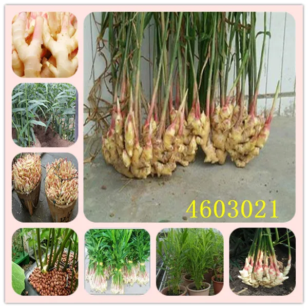 

100 Pcs Ginger garden Balcony Vegetables Potted Bonsai Plant flores Four Seasons Zingiber plantas Plants Survival rate over 95%