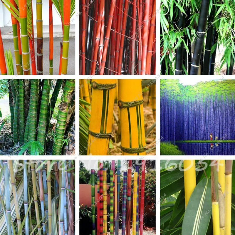 Popular Purple Bamboo PlantBuy Cheap Purple Bamboo Plant lots from
