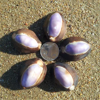 

2-3cm The Rare Specimen Purple Cover Treasure Conch Home Wedding Decoration, Collect Gifts Natural Crafts