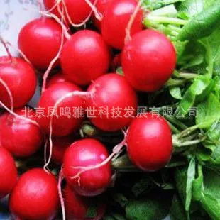 

Sardinia cherry radish bonsais 10pcs hot nutritious vegetable bonsais