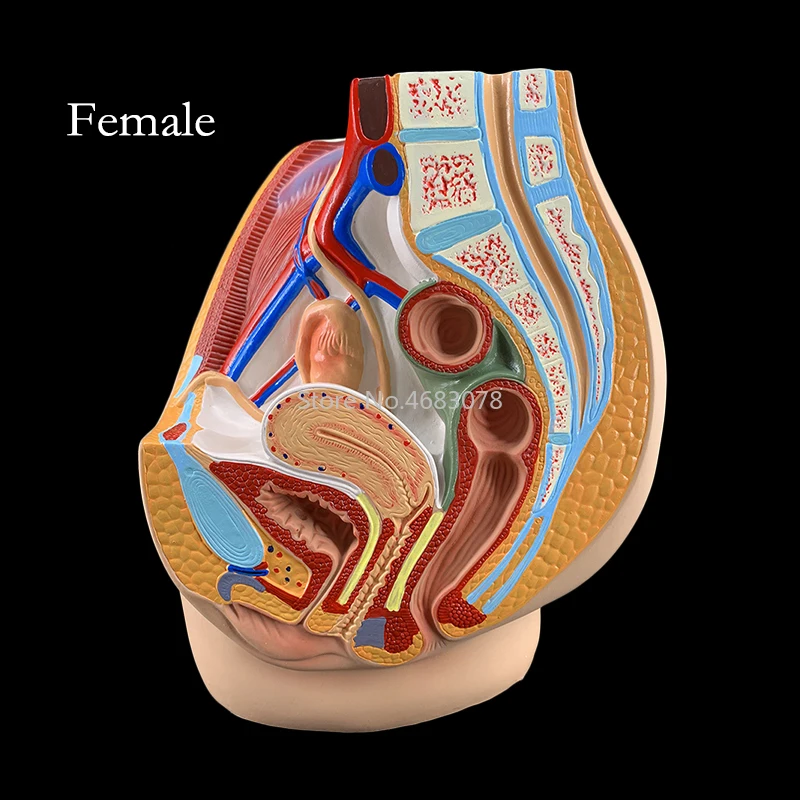 Male & Female Pelvic Anatomy Model – Reproductive System Medical Teaching Tool 4