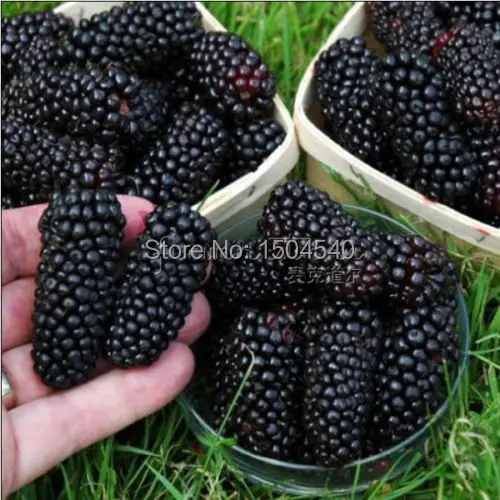 100nutritious Pre-Stratified Jumbo Thornless Blackberry Seeds juicy  sweet healthy fruit DIY Home Garden Fruit Seeds